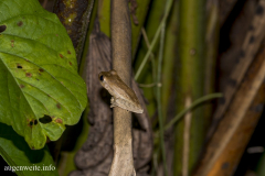Fleischmann´s Glass-Frosch- Costa_Rica