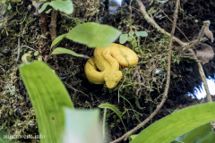 Greifschwanz-Lanzenotter
