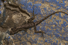 Eidechse- Costa_Rica