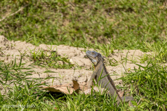 Leguan - Costa_Rica