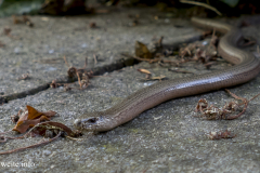 Blindschleiche