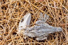 Gecko -  Kreta