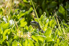 Balkan-Grüne Eidechse