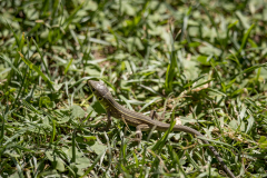 Kretische Mauereidechse