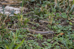 gefleckter Walzenskink