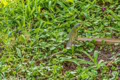 Balkan-Grüne Eidechse-Kreta