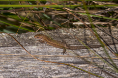 Zootoca vivpara, Deutschland