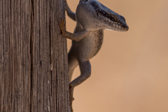 Eidechse - Namibia