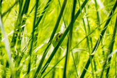 Laubfrosch im Schachtelhalmgewirr