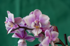 Zucht-Orchideen