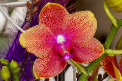 Zucht-Orchidee
