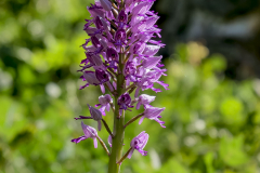 Helmknabenkraut