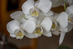 Zucht-Orchidee