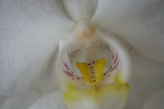 Zucht-Orchidee