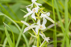 zweiblättrige Waldhyazinthe