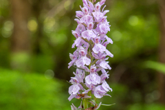gefleckter Fingerwurz, mgl. auch Fuchswurz
