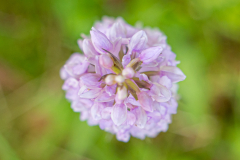 gefleckter Fingerwurz, mgl. auch Fuchswurz