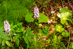 gefleckter Fingerwurz, mgl. auch Fuchswurz