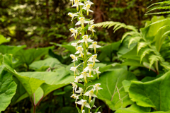  grünliche Waldhyazinthe