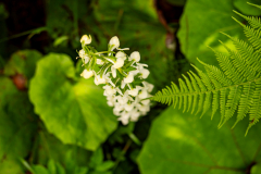  grünliche Waldhyazinthe
