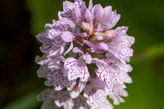 gefleckter Fingerwurz, mgl. auch Fuchswurz