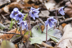 Leberblümchen