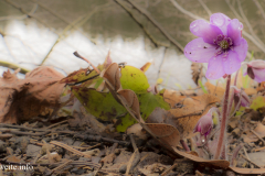 Leberblümchen