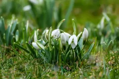  Schneegloeckchen