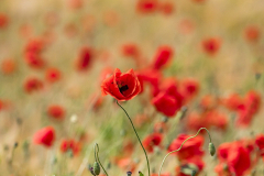 Mohn