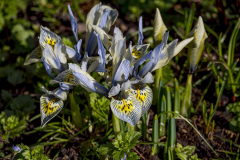 Iris