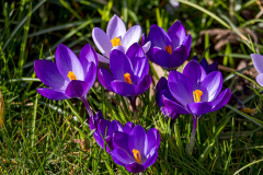Krokus