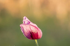 Mohn