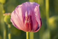 Mohn