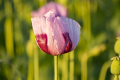 Mohn
