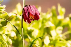 Schachbrettblume