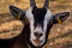 G5B5639-Bearbeitet-Bearbeitet