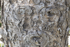 Gesicht