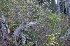 Reiher
