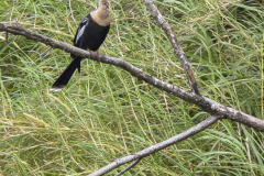 Schlangenhals Reiher-Costa Rica