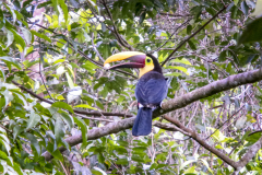 Tukan-Costa Rica