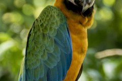 Ara-Costa Rica