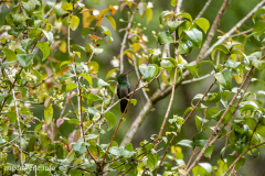 Kolibri-Costa Rica