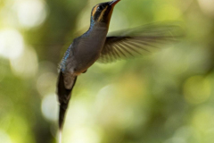Kolibri -Costa_Rica-