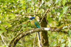 Blauscheitel-Motmot-Costa Rica