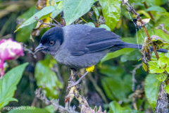 Bischofstangare-Cost Rica