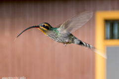 Kolibri -Costa_Rica-