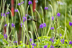 Kolibri - Costa Rica