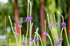 Kolibri -Costa Rica
