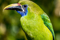 Laucharrassari-Costa Rica