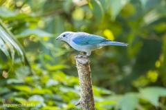 Gelbschenkel Buschammer -Costa Rica